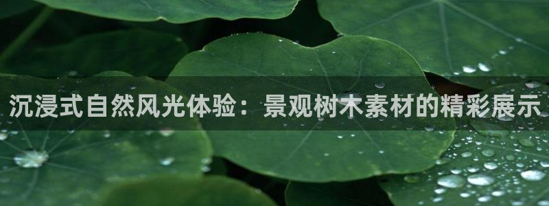 新宝gg测速登录:沉浸式自然风光体验:景观树木素材的精彩展示